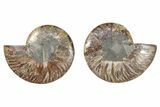Cut & Polished, Crystal-Filled Ammonite Fossil - Madagascar #282641-1
